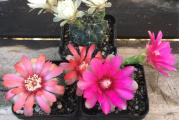 Gymnocalycium mix - paket sadrzi 10 semenki