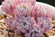 Graptopetalum pachyphyllum - paket sadrži 20 semenki