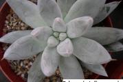 Echeveria haagai /tolimanensis/ - paket sadrzi 20 semenki