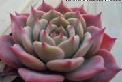 Echeveria secunda v Puebla - paket sadrži 20 semenki