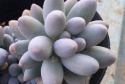 Pachyphytum rzedowskii - paket sadrzi 20 semenki