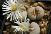 Lithops julii /Hot Lips/ - paket sadrži 10 semenki