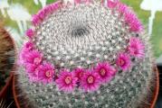 Mammillaria hahniana - paket sadrzi 10 semenki