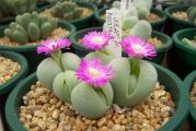 Gibbaeum heathii - paket sadrzi 20 semenki