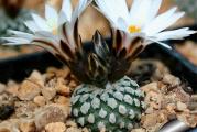 Turbinicarpus valdezianus - paket sadrži 10 semenki