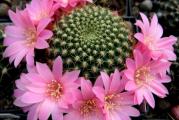 Rebutia violaciflora (minuscula) - paket sadrzi 10 semenki