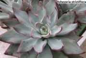 Echeveria strictiflora - paket sadrži 20 semenki