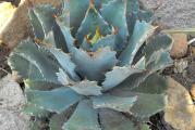 Agave guadalajarana - paket sadrži 10 semenki