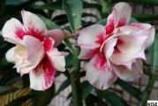 Adenium obesum /K04/ - paket sadrzi 5 semenki