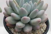 Pachyphytum glutinicaule - paket sadrzi 20 semenki