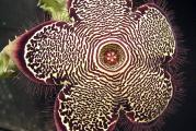 Edithcolea grandis - paket sadrzi 5 semenki