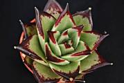 Echeveria agavoides Ebony - paket sadrzi 20 semenki