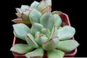 Echeveria moranii - paket sadrzi 20 semenki