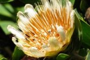 Protea mundii - paket sadrzi 5 semenki