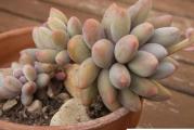 Pachyphytum brachetii - paket sadrži 20 semenki