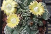 Titanopsis calcarea - paket sadrzi 20 semenki