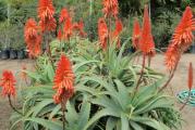 Aloe arborescens (Krantz aloe) je jedna od 250 vrsta aloja i u poslednje vreme jako popularna i interesantna naucnicima i lekarima jer se pretpostavlja da ima skoro 3 puta vise hranljivih materija od popularne aloja vera. 

Kao i ostale aloje vrlo lako se razmnozava pomocu semena ali je specificna po tome sto raste kao omanje drvo i moze imati visinu i do 2 metra. Takodje se moze gajiti kao ukrasna biljka jer ima prelepe crvene cvetove. 

Kupujete 10 semenki u paketu!
