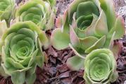 Aeonium urbicum - paket sadrzi 20 semenki