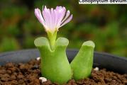 Conophytum devium - paket sadrzi 10 semenki