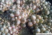 Conophytum burgeri - paket sadrzi 10 semenki