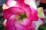 Adenium obesum /K03/ - paket sadrzi 5 semenki