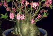 Adenium 'Thai Socotranum' - paket od 5 semenki