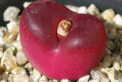 Conophytum maughanii - paket sadrzi 10 semenki