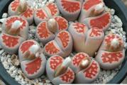 Lithops karasmontana /Top Red/ - paket sadrzi 20 semenki