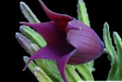 Stapelia leendertziae - paket sadrzi 5 semenki