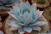 Echeveria cante - paket sadrzi 20 semenki