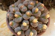 Lithops olivacea v nebrownii - paket sadrži 20 semenki