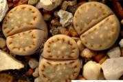 Lithops julii ssp fulleri /C171/ - paket sadrži 20 semenki