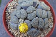 Lithops hookeri v Susannae C091 - paket sadrzi 20 semenki