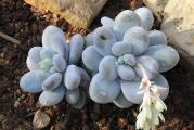 Pachyphytum oviferum - paket sadrzi 20 semenki