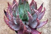 Aloe Peglerae - paket sadrzi 5 semenki