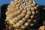 Copiapoa hypogaea - paket sadrži 10 semenki