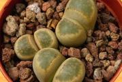 Lithops geyeri /C232/ - paket sadrži 20 semenki