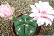 Gymnocalycium horstii - paket sadrzi 10 semenki