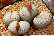 Lithops julii ssp fulleri /C161/ - paket sadrži 20 semenki