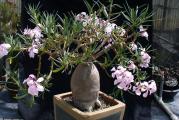 Pachypodium succulentum - paket sadrzi 5 semenki