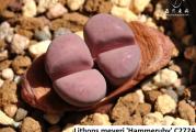 Lithops meyeri /Hammeruby/ - paket sadrži 10 semenki