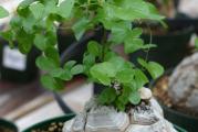 Dioscorea elephantipes - paket sadrzi 20 semenki