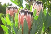 Protea laurifolia - paket sadrzi 5  semenki