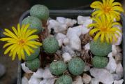 Conophytum flavum novicium - paket sadrži 10 semenki