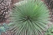 Agave stricta - paket od 10 semenki