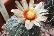 Astrophytum asterias mix - paket sadrzi 10 semenki