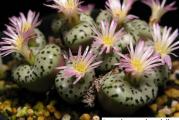 Conophytum obcordellum - paket sadrzi 10 semenki