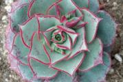 Echeveria longissima v brachyantha - paket sadrzi 20 semenki 