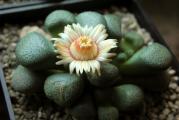 Aloinopsis schooneesii - paket sadrzi 20 semenki