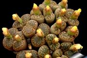 Lithops bromfieldii v insularis - paket sadrzi 20 semenki